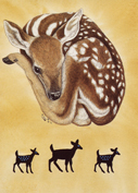 Spotted Fawn Image